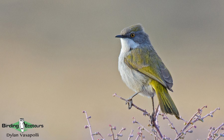 Cape, Namaqualand and Kalahari birding tours