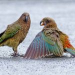New Zealand birding tours