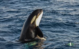 Antarctica birding tours