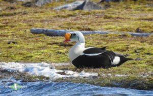 Svalbard birding cruises