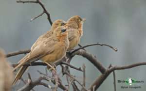 Northwest India birding tours