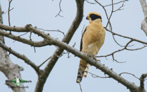 Costa Rica specialties birding tour