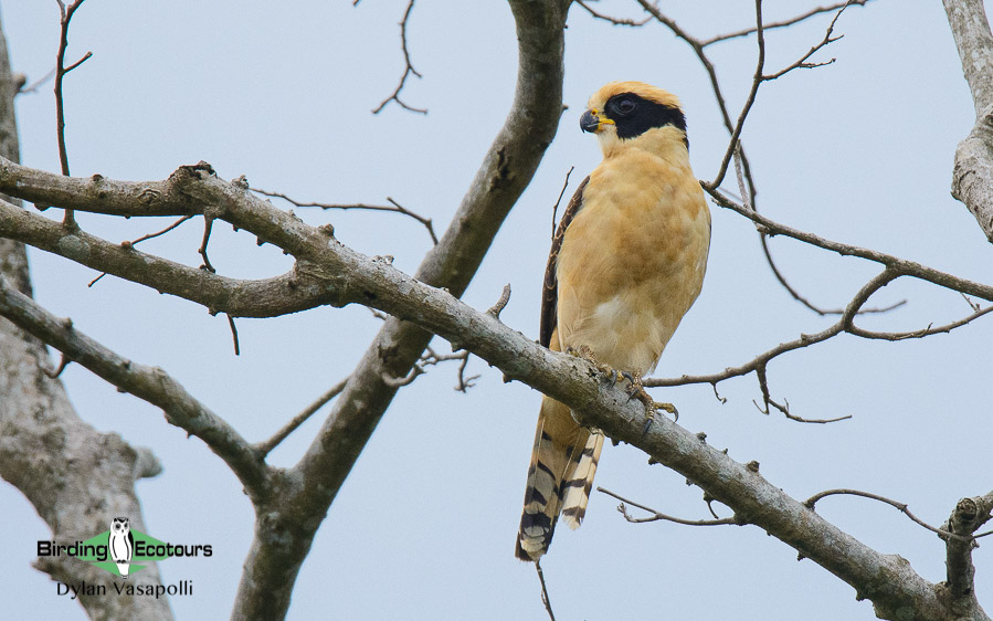 Costa Rica specialties birding tour