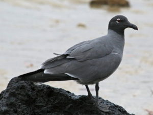 Galapagos birding tours