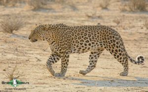 Kalahari mammal and birding tours