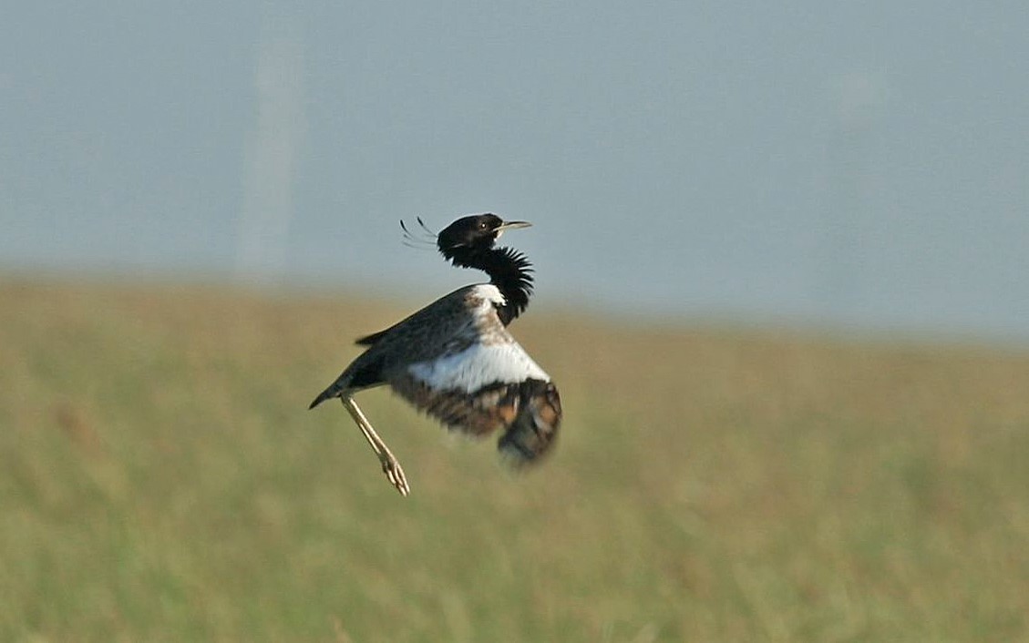 Nepal birding tours