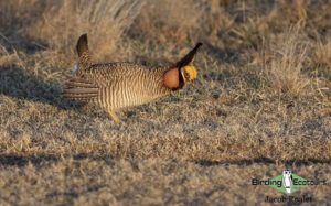 Colorado birding tours