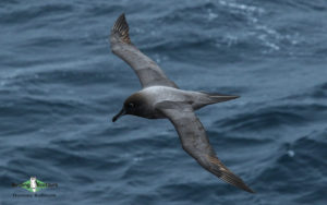 Antarctica birding tours