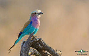 Kalahari mammal and birding tours