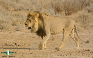 Kalahari mammal and birding tours