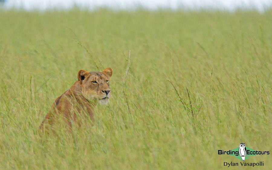 Zimbabwe birding tours