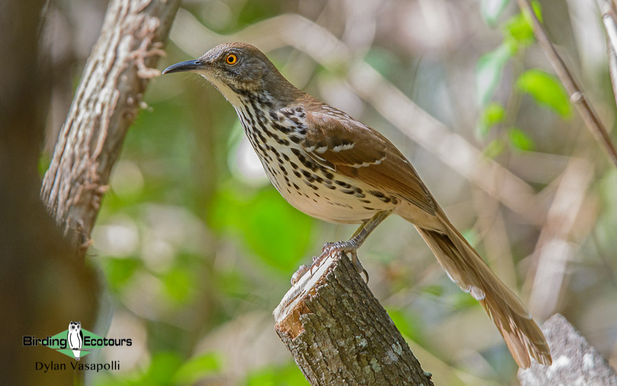 Texas birding tours