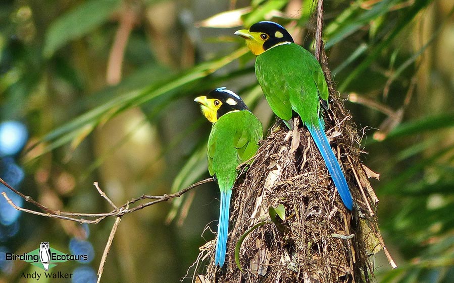 Yunnan birding tours