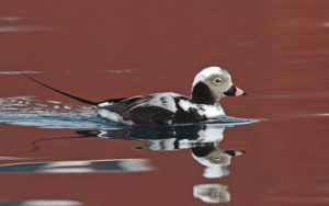 Svalbard birding cruises