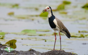 Zimbabwe birding tours