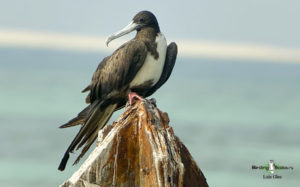 Florida birding tours