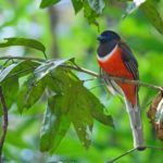 Western Ghats and Nilgiri birding tours