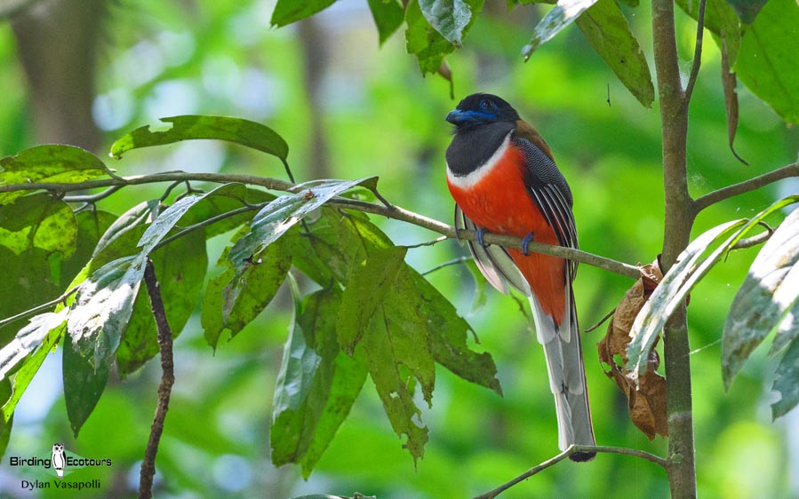 Western Ghats and Nilgiri birding tours