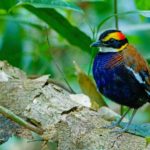 Southern Thailand birding tours