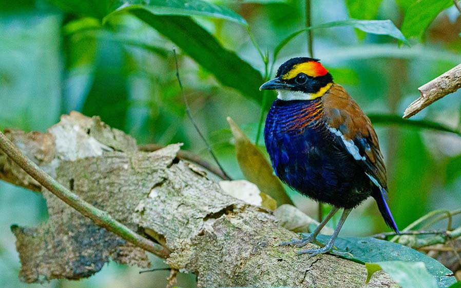 Southern Thailand birding tours