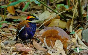 Southern Thailand birding tours