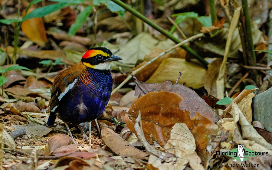 Southern Thailand birding tours