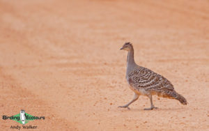 Southwest Australia birding tours