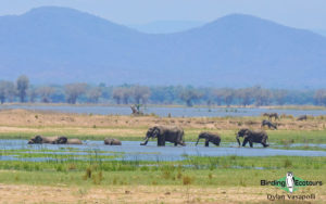 Zimbabwe birding tours