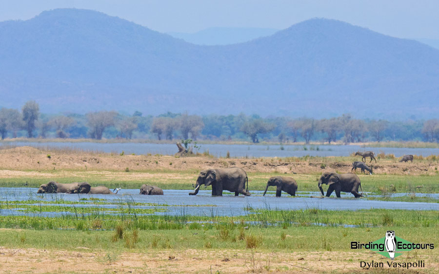 Zimbabwe birding tours