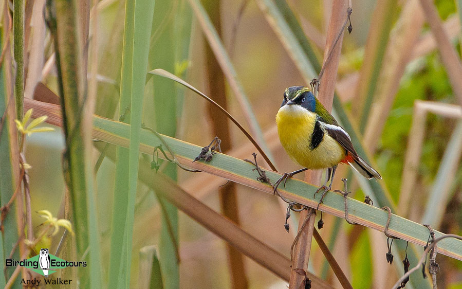 Central Peru birding tours