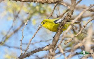 Northwest India birding tours