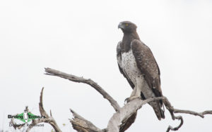 Kalahari bird and mammal tour