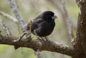 Galapagos birding tours