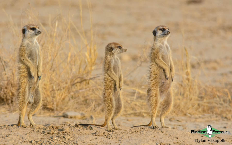Kalahari mammal and birding tours