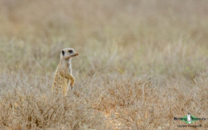 Kalahari mammal and birding tours