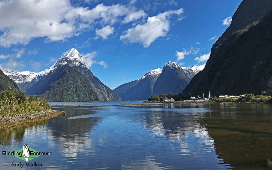 New Zealand birding tours