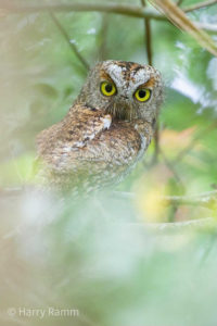 The Philippines birding tours