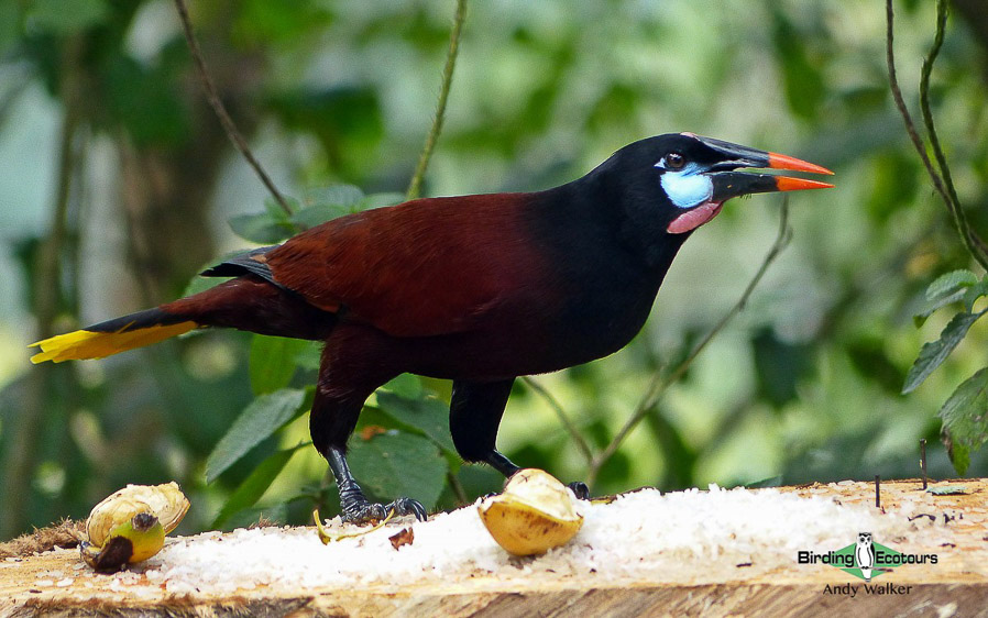 Costa Rica specialties birding tour