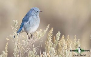 Yellowstone birding and wildlife tour