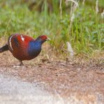 Yunnan birding tours
