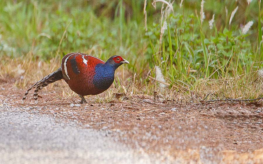 Yunnan birding tours