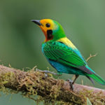 Colombia birding tours