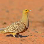 Cape, Namaqualand and Kalahari birding tours