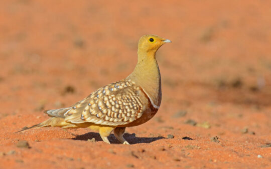 Cape, Namaqualand and Kalahari birding tours
