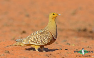 Cape, Namaqualand and Kalahari birding tours