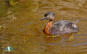 New Zealand birding tours