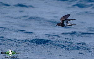 New Zealand birding tours