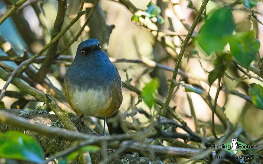 Western Ghats and Nilgiri birding tours