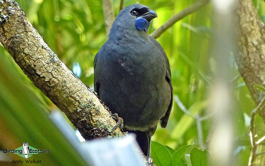 New Zealand birding tours