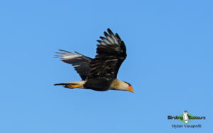 Texas birding tours